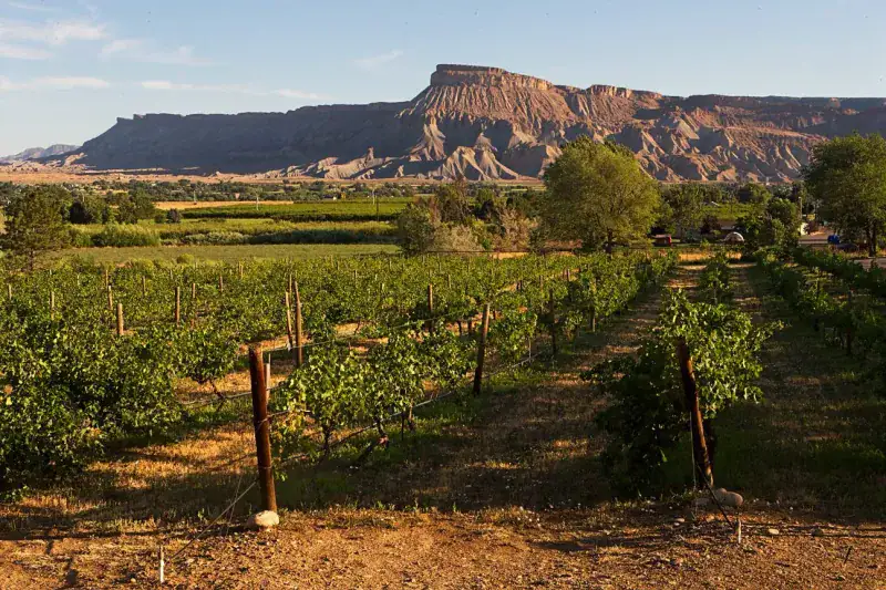 Perfect High-Altitude Wine Growing Climate