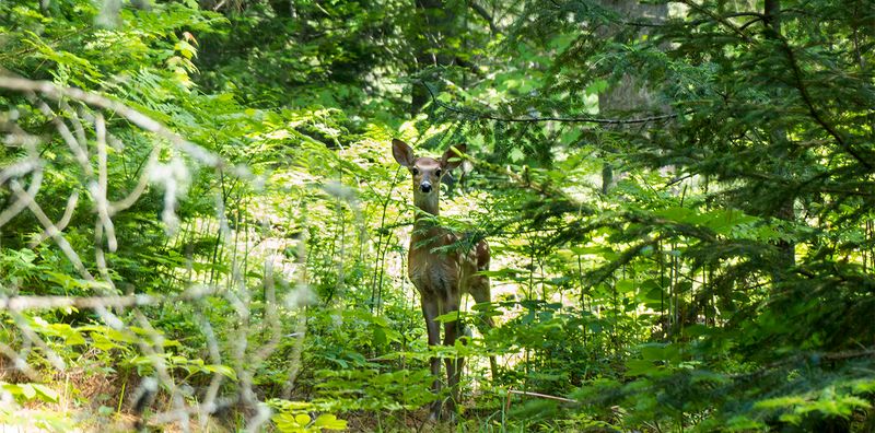 Wildlife in Their Autumn Element