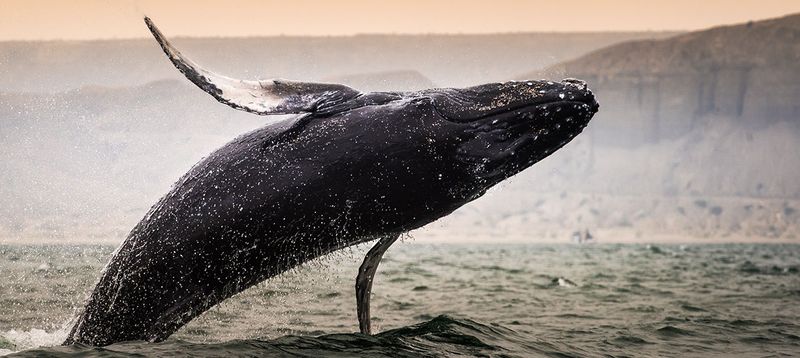Humpback Whale Season Peaks Along Northern Coasts