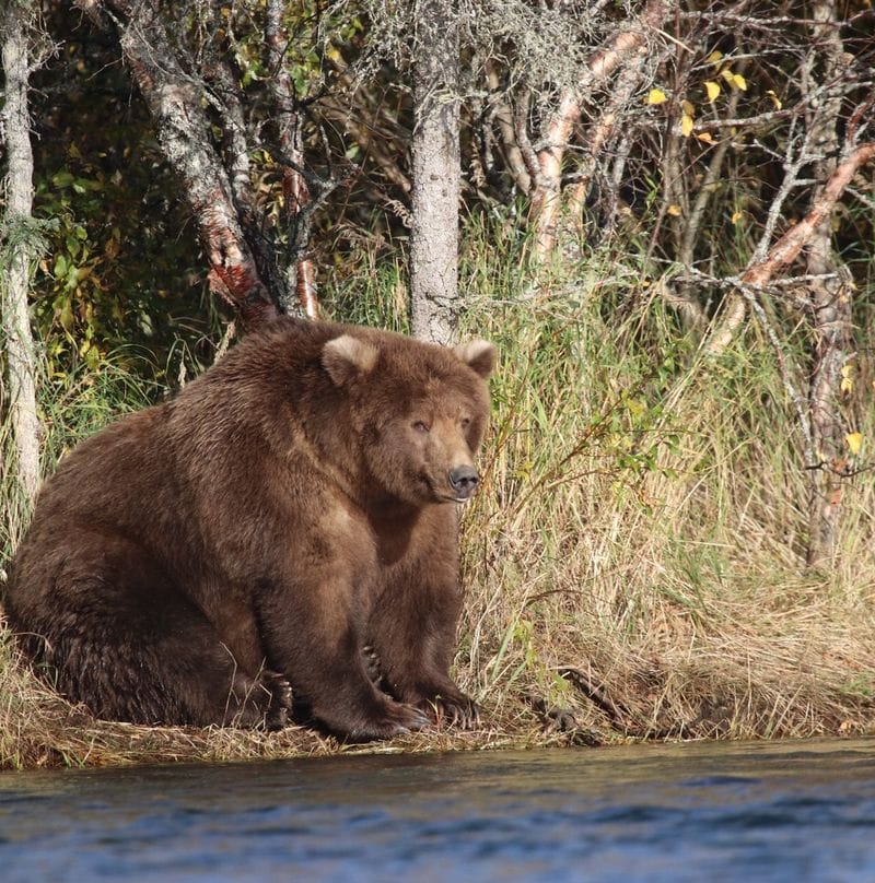 Fat Bear Week
