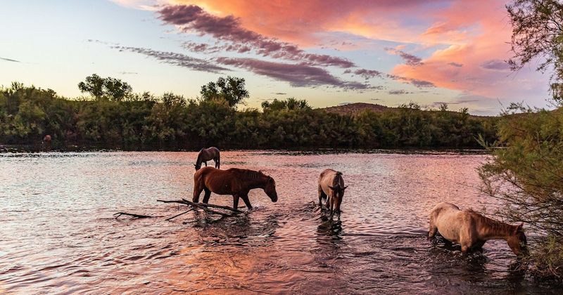 Witness Wild Horses Along the Salt River