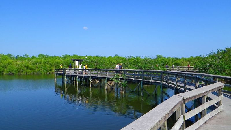Anhinga Trail — Everglades National Park, FL