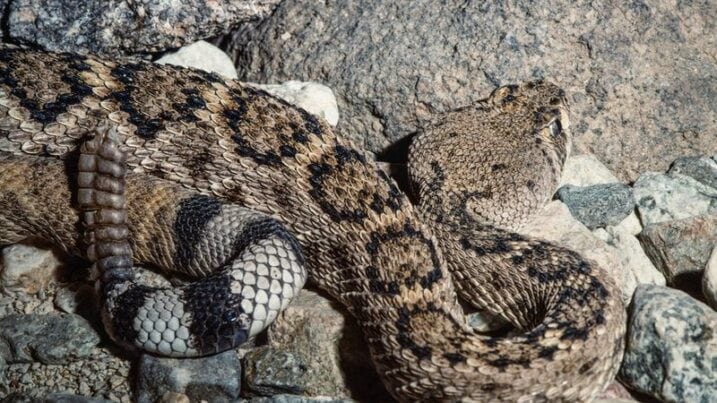 Austin Rattle Snakes Texas’s Rattlesnake Hot Spots You’ll Want to Avoid at All Costs
