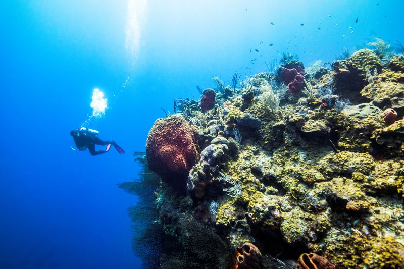 Discover Underwater Majesty at the Grand Turk Wall