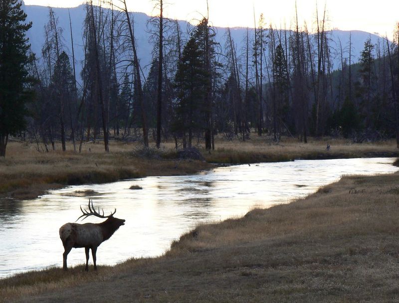 Yellowstone National Park – Madison River & Mammoth Hot Springs (Wyoming/Montana)