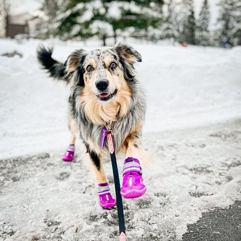 QUMY Dog Shoes (Small Dog Focused) — Best for Petite Paws