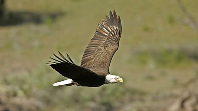 Spot Diverse Wildlife Throughout the Forest