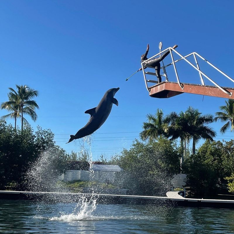 Experience Marine Life at Theater of the Sea