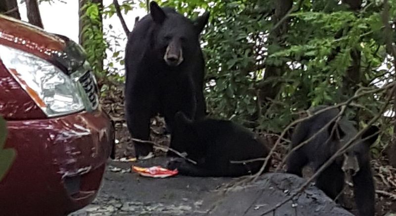 Bears Remember Everything and Change Fast