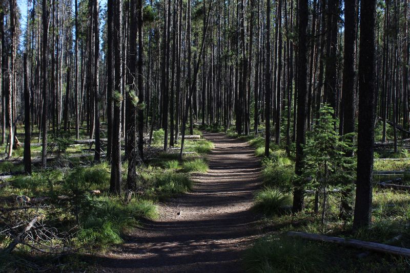 Lolo National Forest