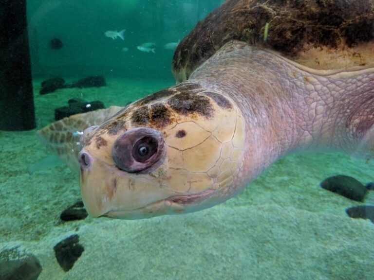 One of the Rarest Wildlife Events in America Happens on a Texas Beach
