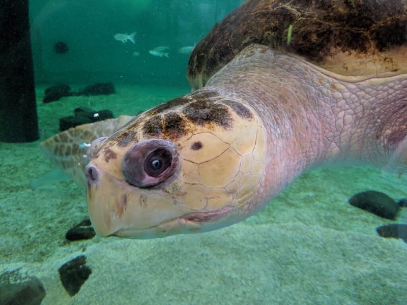 Sea Turtle Inc: Educational Alternative Experience
