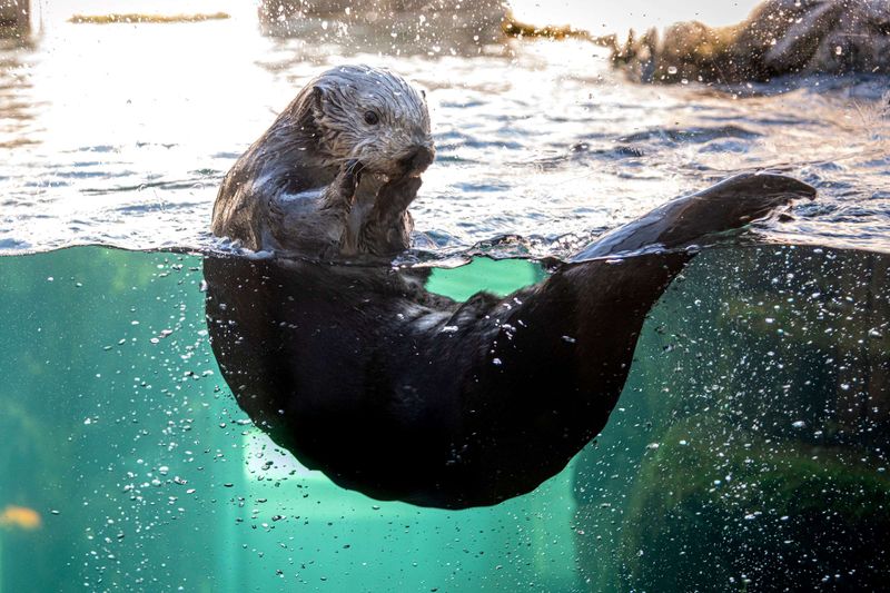 Monterey Bay Aquarium — Monterey, CA