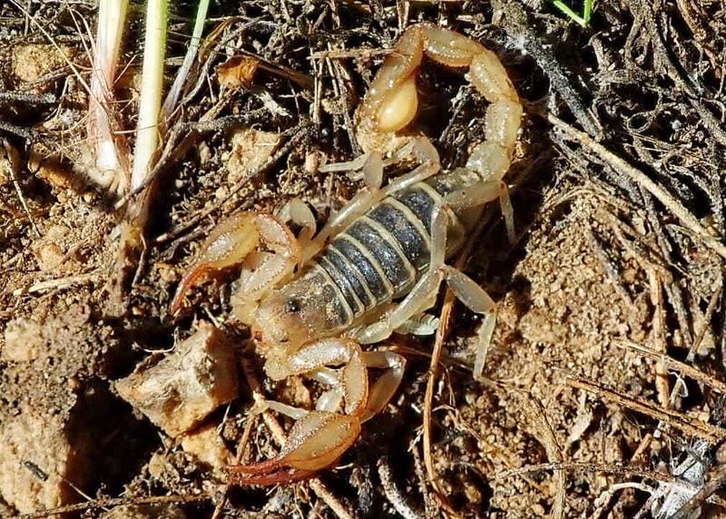 High Desert Cliffs: The Northern Scorpion