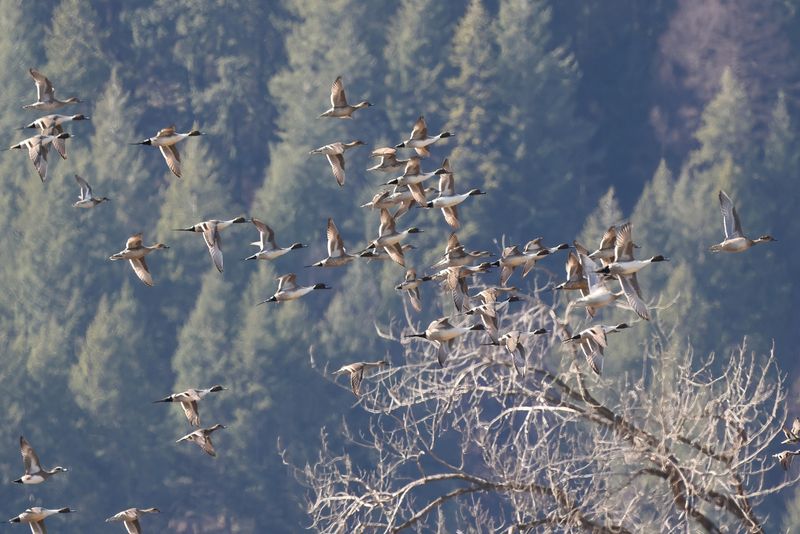 Kootenai Refuge