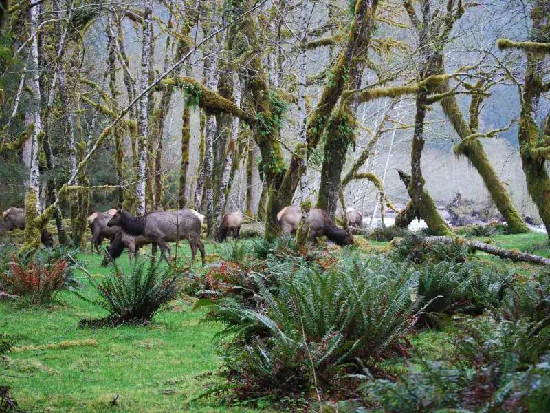 Olympic National Park, Washington – Hoh Rain Forest Trail