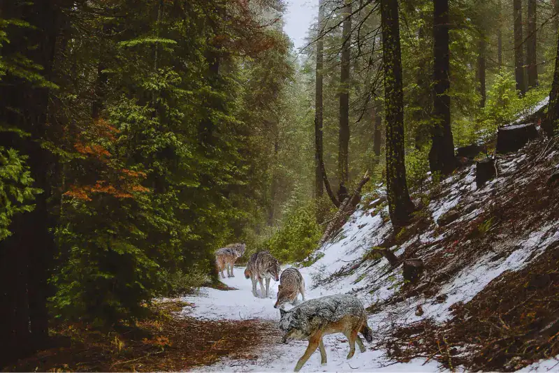 Flathead National Forest