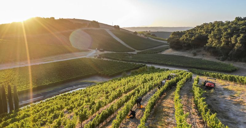 Scenic Drives Through Wine Country