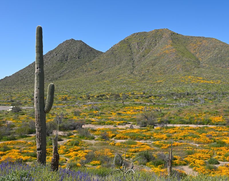 Experience Desert-to-Mountain Ecosystems