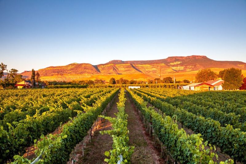 Produces 80% of Colorado's Premium Wine Grapes