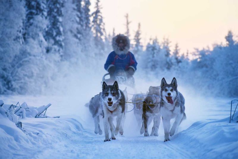 Dog mushing in every season