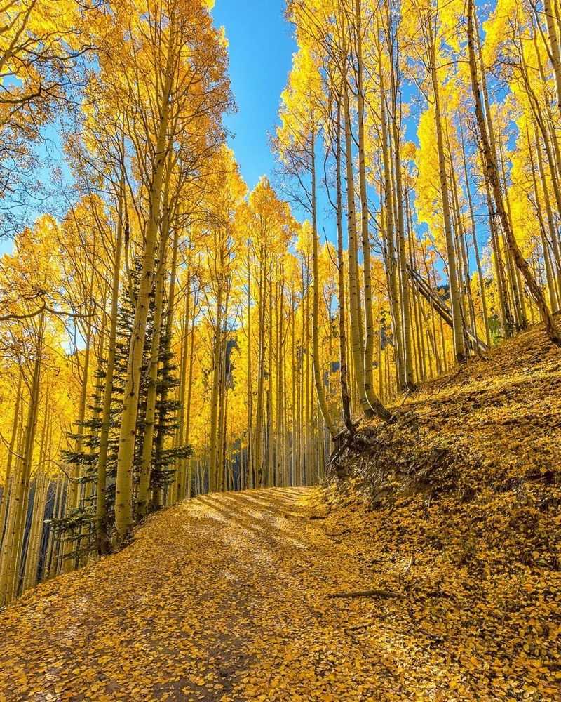 Inner Basin Trail (Lockett Meadow, San Francisco Peaks)