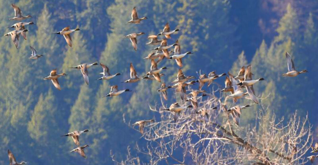 Idaho’s 9 Best Travel Parks for Bird Watching