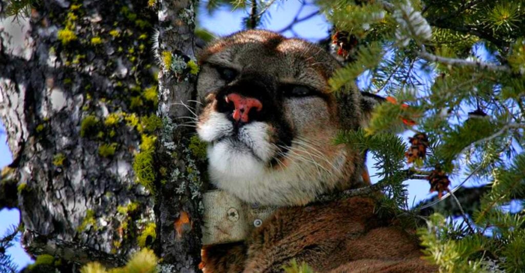 Idaho’s Mountain Lion Hot Spots That’ll Keep You on Edge