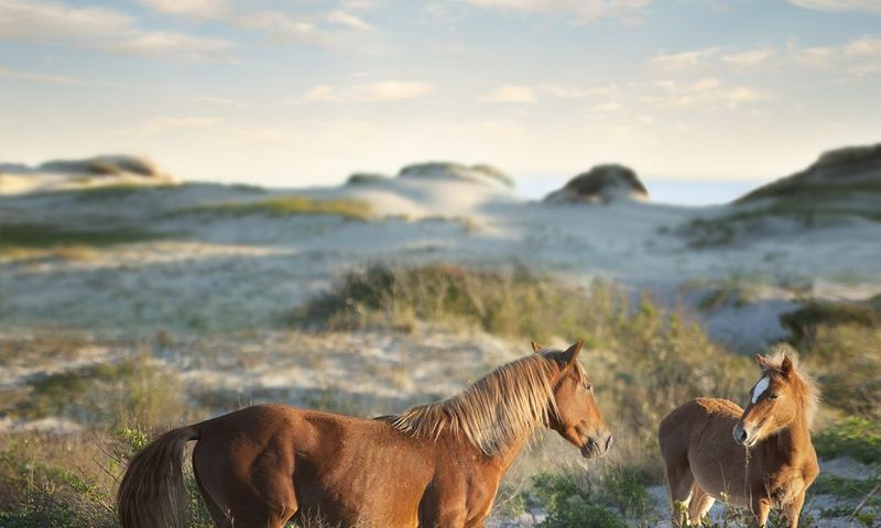 Wild Horses Roam Free