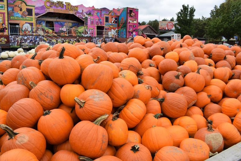 Pumpkin Festival at Country Junction — Pocono Mountains, PA