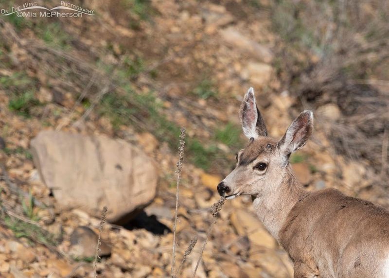 Encounter High Desert Wildlife