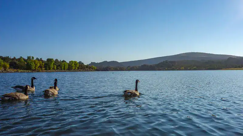 Wildlife at the Water’s Edge