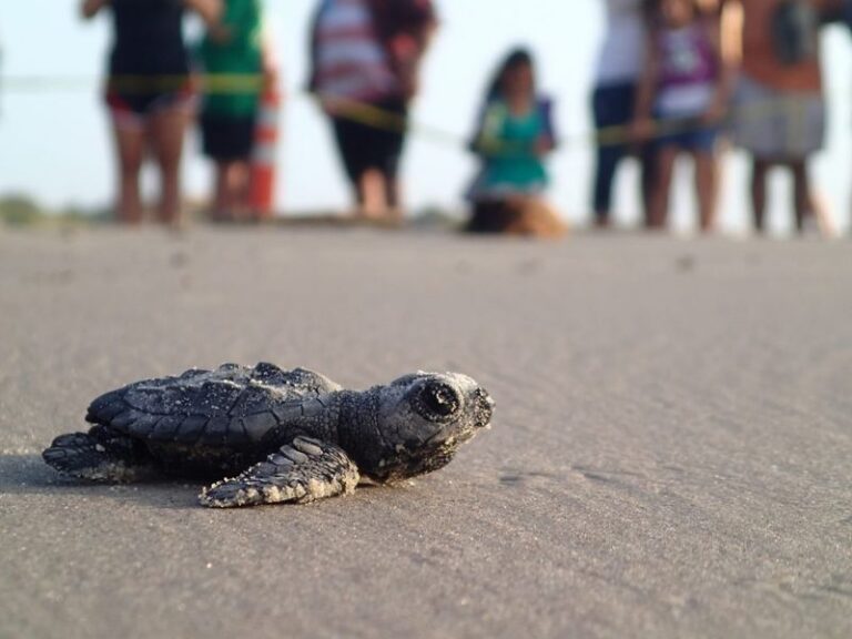 One of the Rarest Wildlife Events in America Happens on a Texas Beach