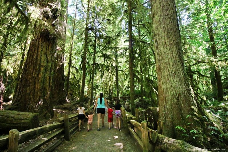 Cathedral Grove — MacMillan Provincial Park, British Columbia, Canada