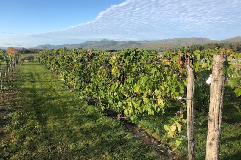 Champlain Valley: Cold-Climate Pioneers on the Edge