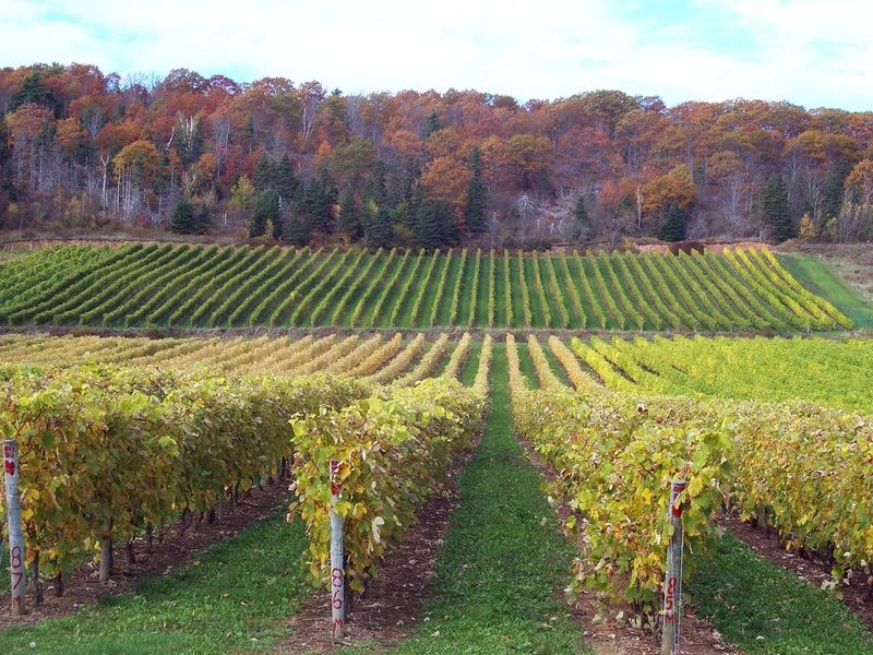 Hudson Valley: America’s Oldest Wine Region Reborn