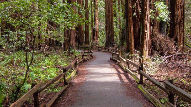 Muir Woods Main Trail — Golden Gate NRA (Muir Woods), CA