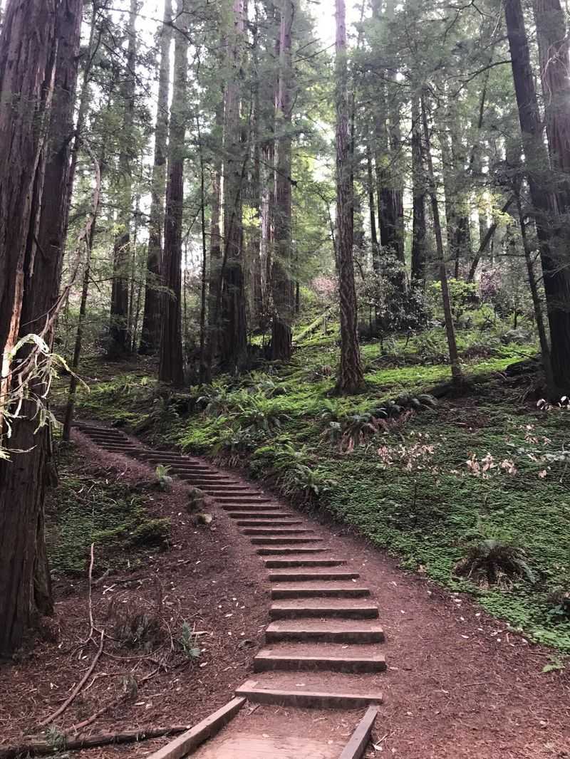 Muir Woods Main Trail — Golden Gate NRA (Muir Woods), CA