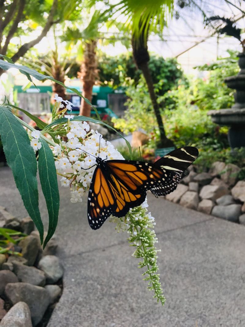 Step Into Butterfly World's Tropical Paradise