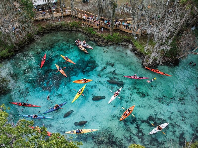 Crystal River's Unique Spring Sanctuaries
