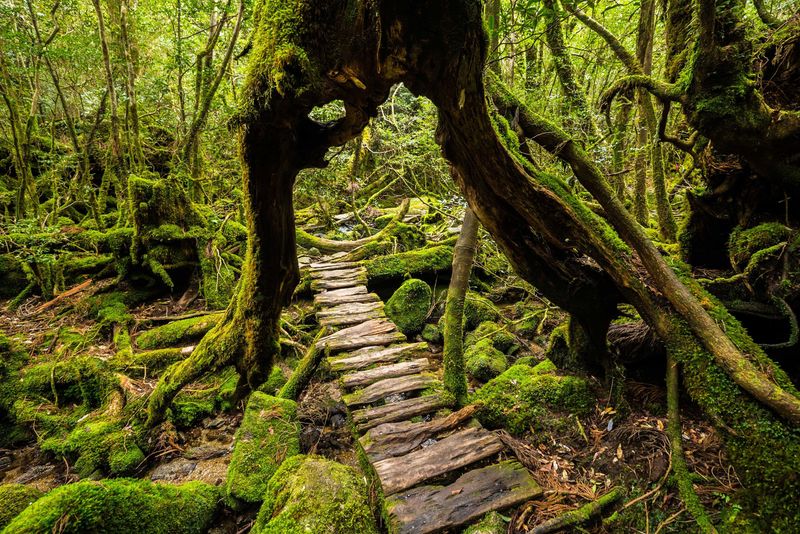 Yakusugi Land Courses — Yakushima National Park, Japan