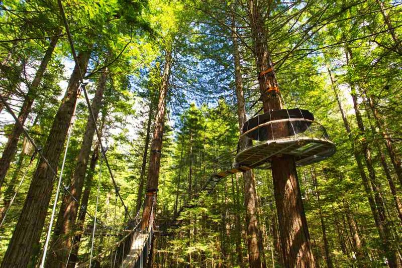 Redwoods – Whakarewarewa Forest — Rotorua, New Zealand