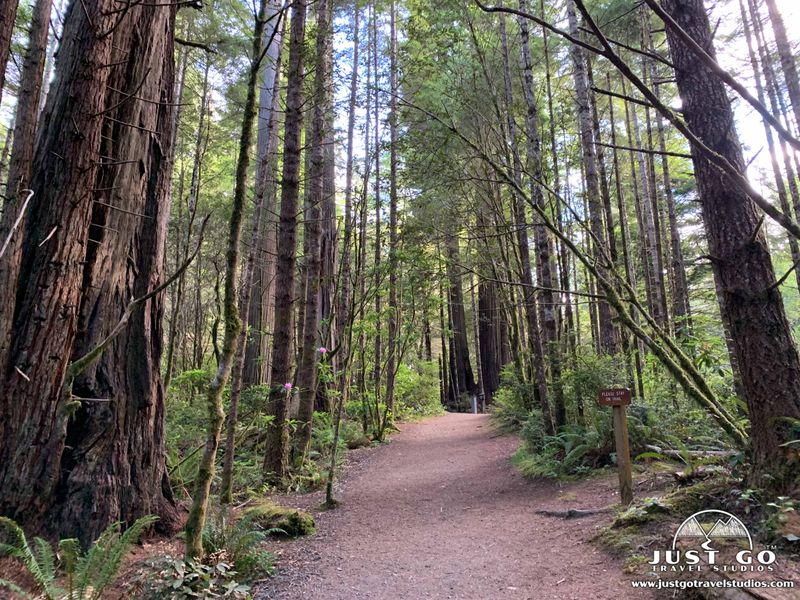 Lady Bird Johnson Grove — Redwood National & State Parks, USA