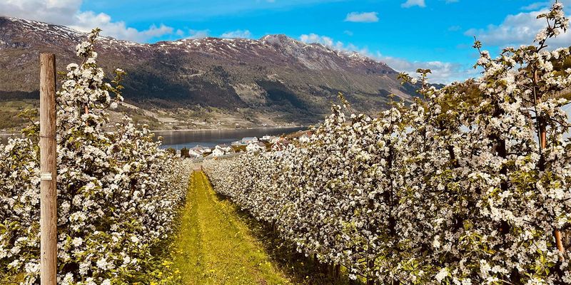 Hardangerfjord – Norway’s Orchard Fjord