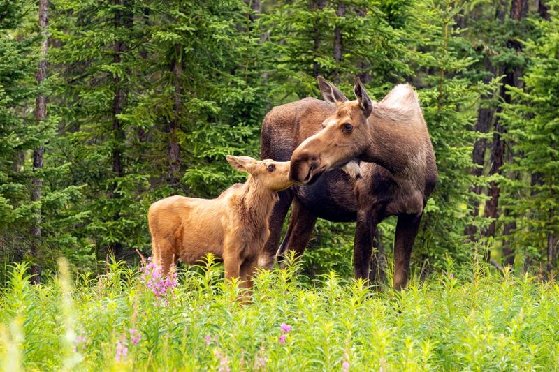 Know What to Do If You Encounter Wildlife