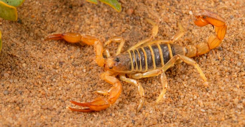 New Mexico’s Scorpion Hot Spots That’ll Haunt Your Dreams