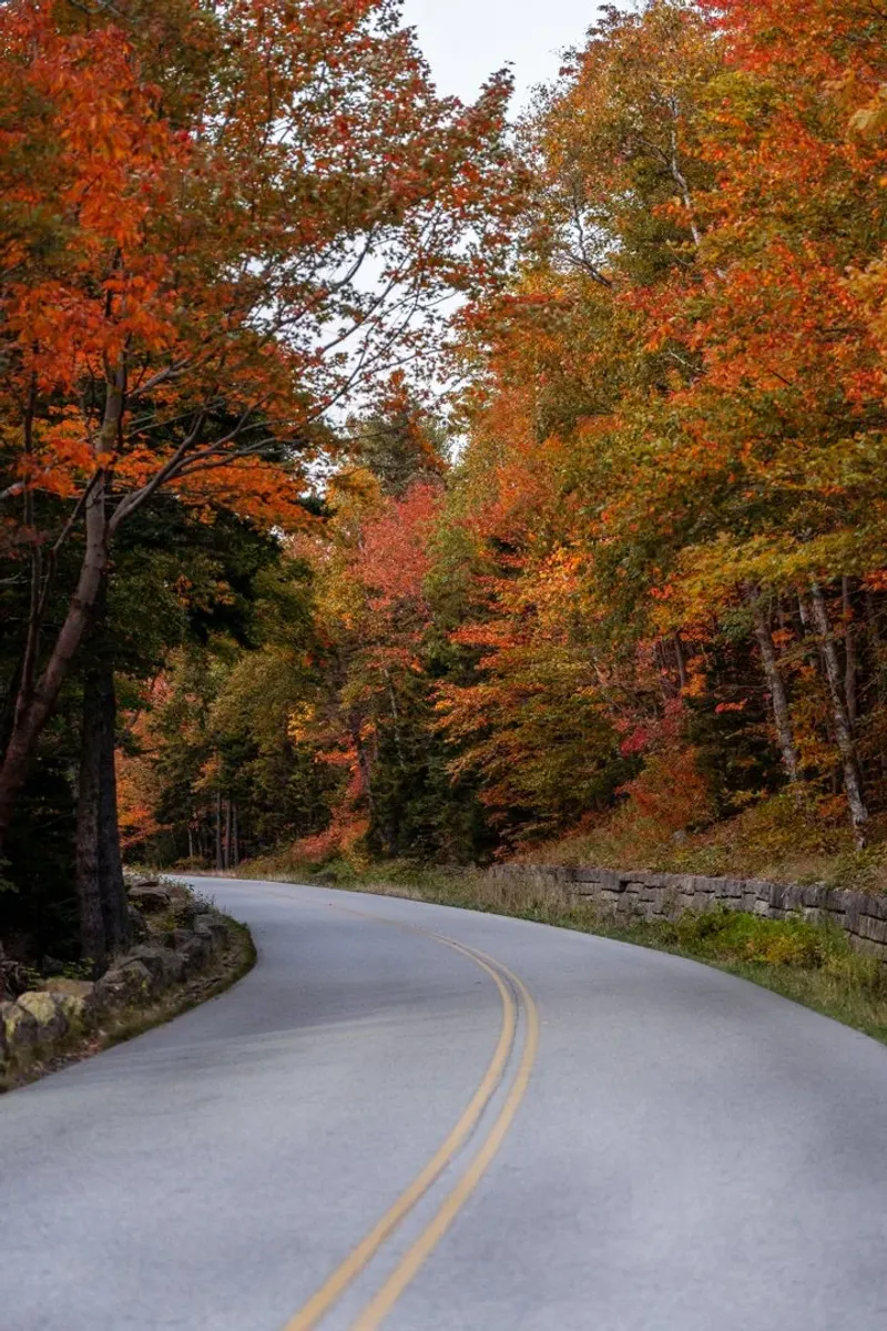 The Famous Loop Road Becomes Nature's Gallery
