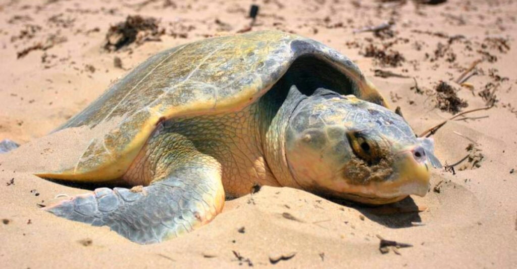 One of the Rarest Wildlife Events in America Happens on a Texas Beach