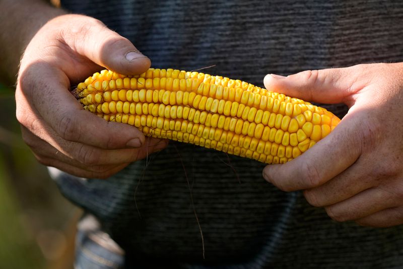 Sioux Rapids “Tall Corn Days” & the classic Sweet Corn Feed