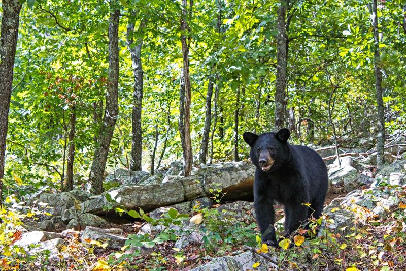 Discover Hidden Wildlife Along the Route